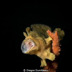 Yawning froggie having fun in the dark. Canon G12, Inon S... by Dragos Dumitrescu 